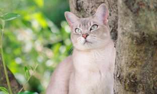 Enfermedades parasitarias de las mascotas